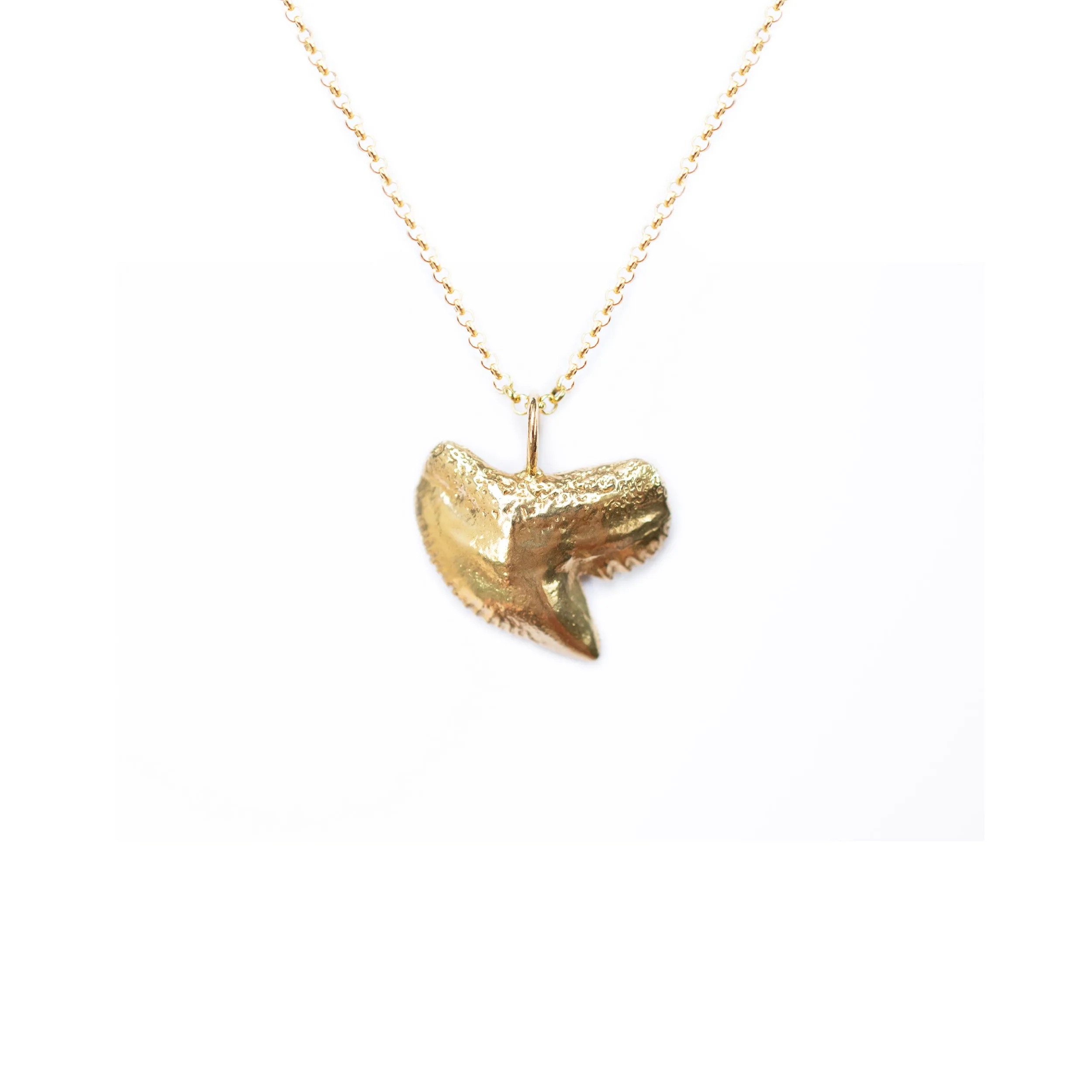 Tiger Shark Tooth Necklace